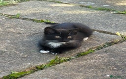 European cats for sale: 2 beautiful kittens - Image 4