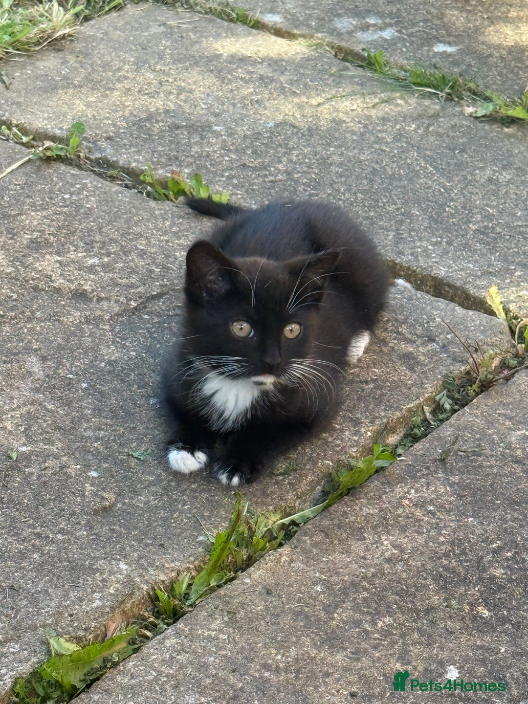 European cats for sale: 2 beautiful kittens - Image 4