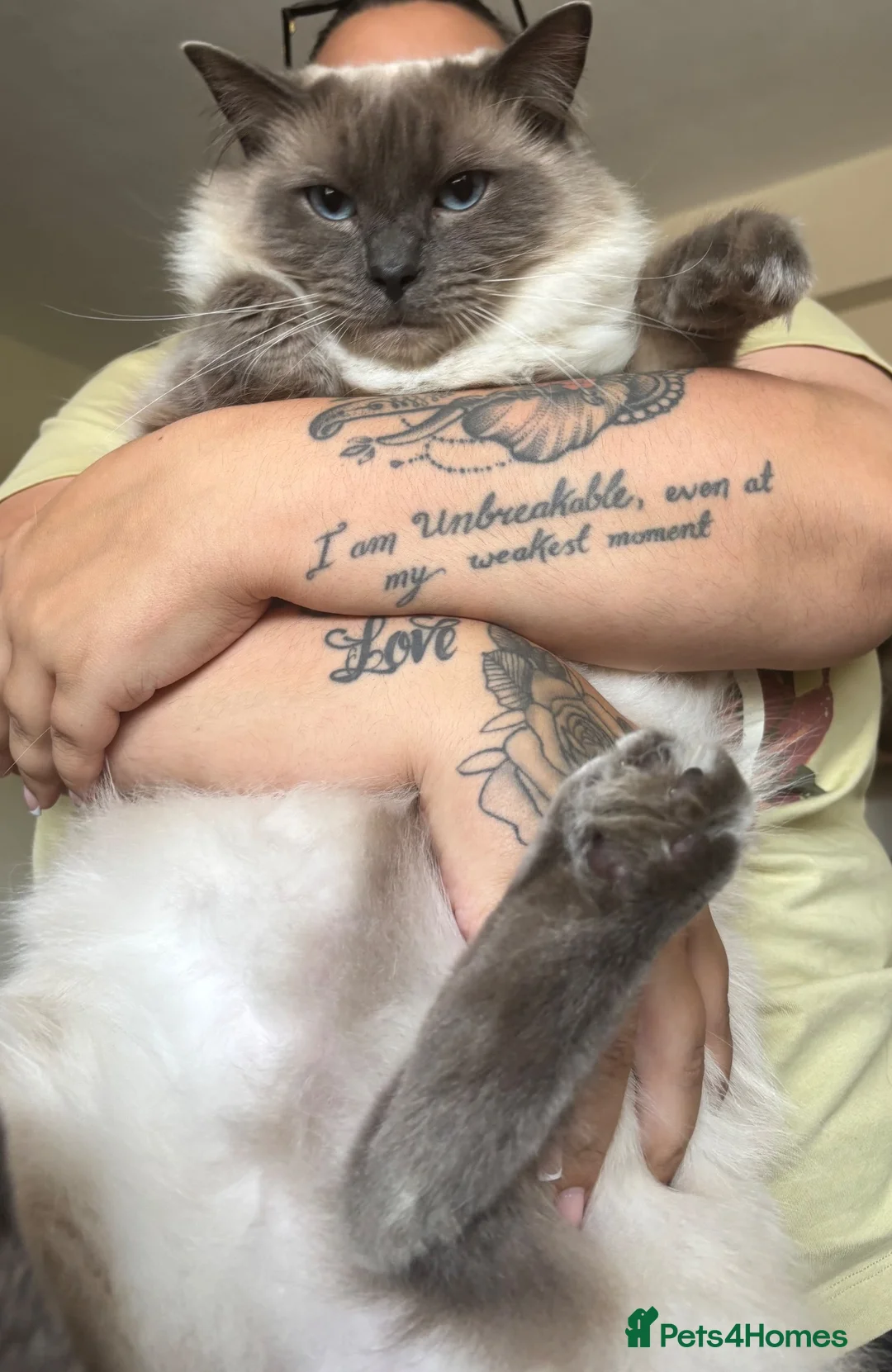 Ragdoll cats for sale: Ragdoll male  in Corby - Advert 2
