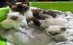 Ragdoll cats for sale: Adorable female ragdolls for sale - Image 3