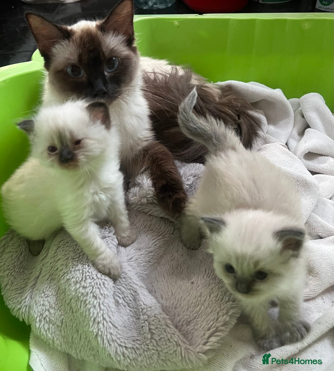 Ragdoll cats for sale: Adorable female ragdolls for sale - Image 3
