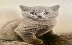 British Shorthair cats for sale: Two cuddly blue boys from loving family home - Image 20