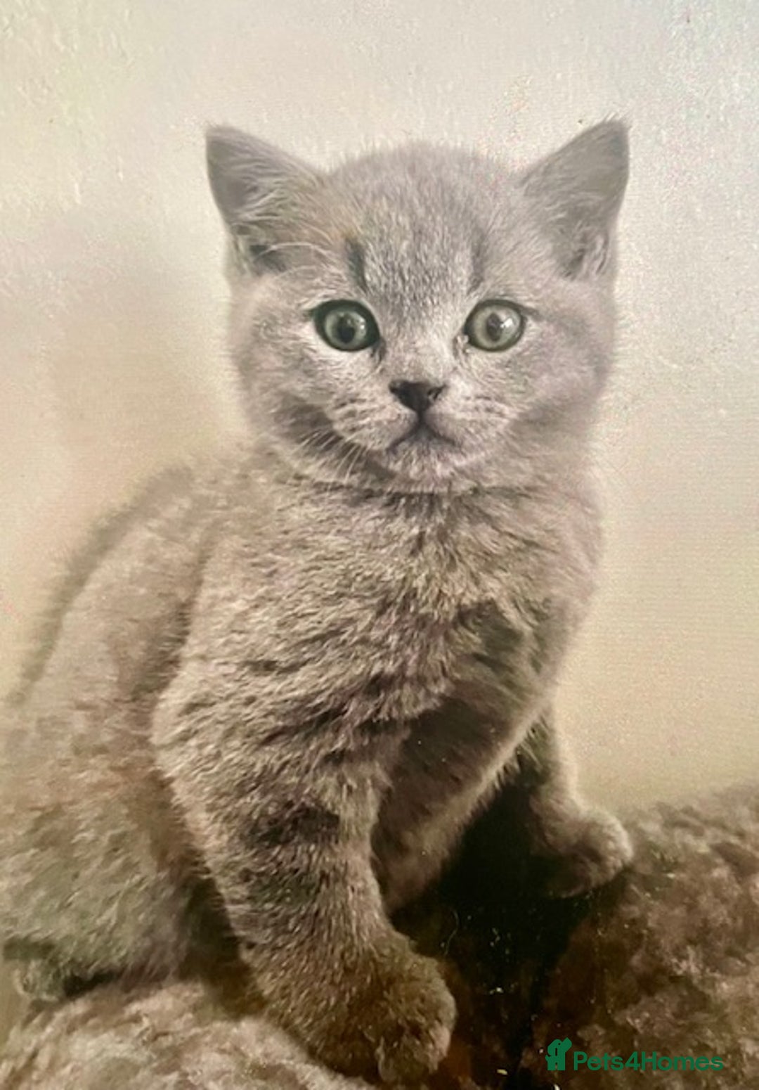 British Shorthair cats for sale: Two cuddly blue boys from loving family home - Image 20