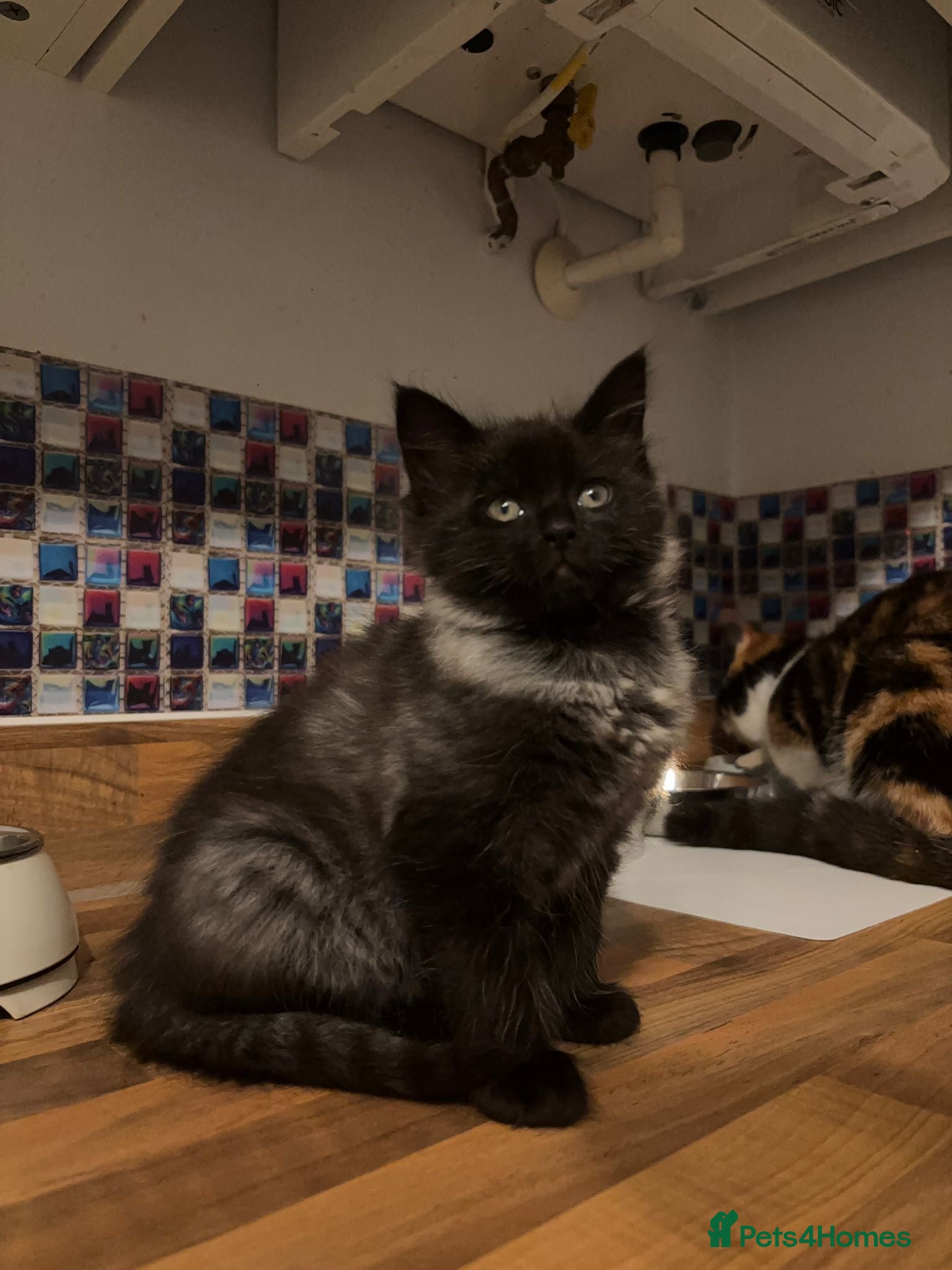 Mixed Breed cats 3 Gorgeous kittens, 2 boys and 1 girl - Advert 1