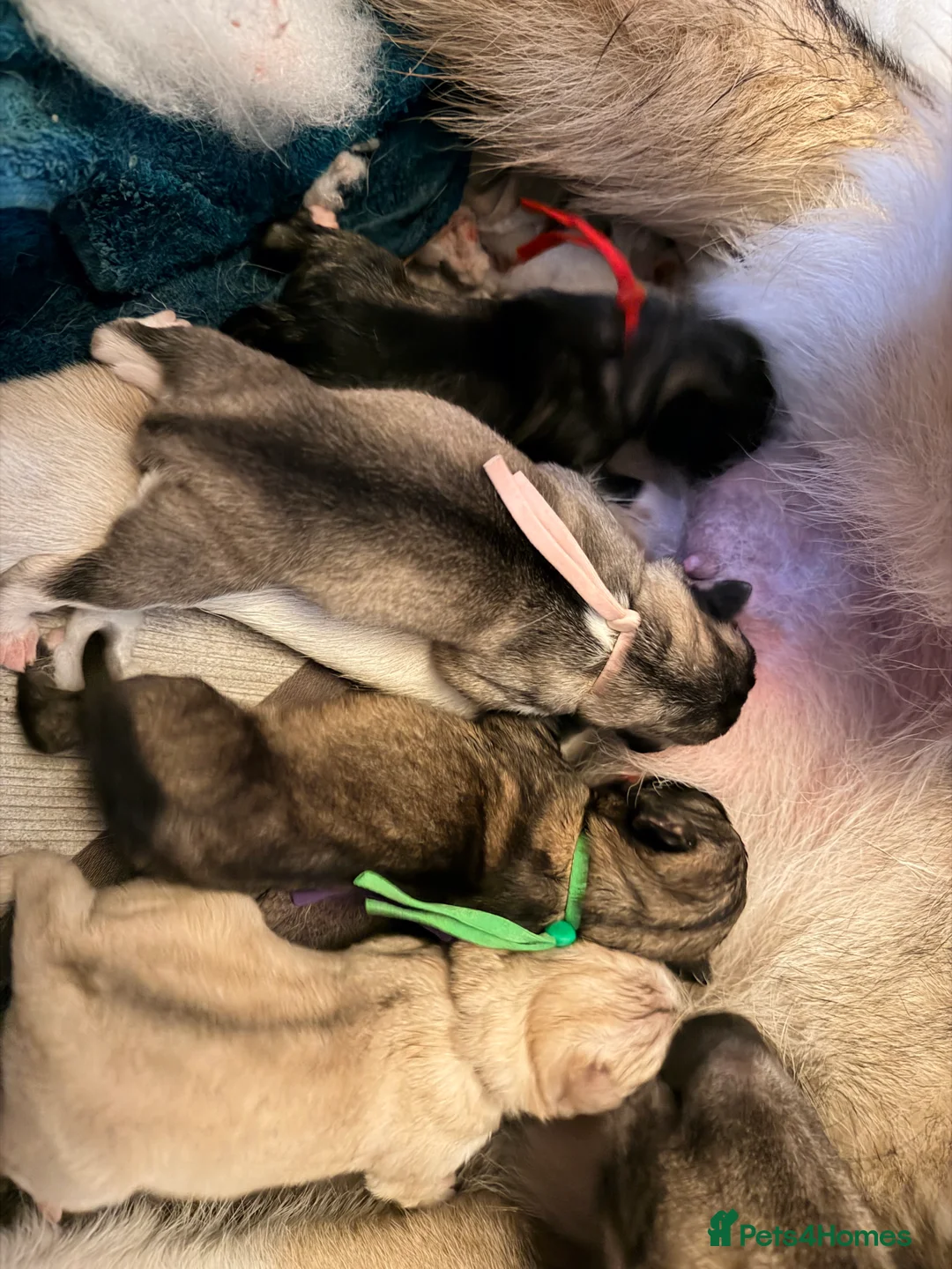 Siberian Husky dogs for sale: Gorgeous husky puppies - Advert 4