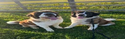 Saint Bernard dogs for sale: 4 beautiful kc reg st bernerd puppies. in Wisbech - Advert 19