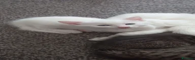 Kitten 1 - White Siberian/Van