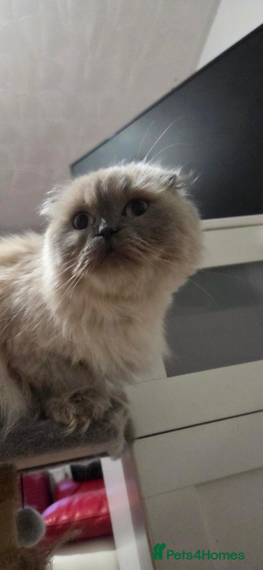 Mixed Breed cats Beautiful Ragdoll cross kittens  - Advert 2