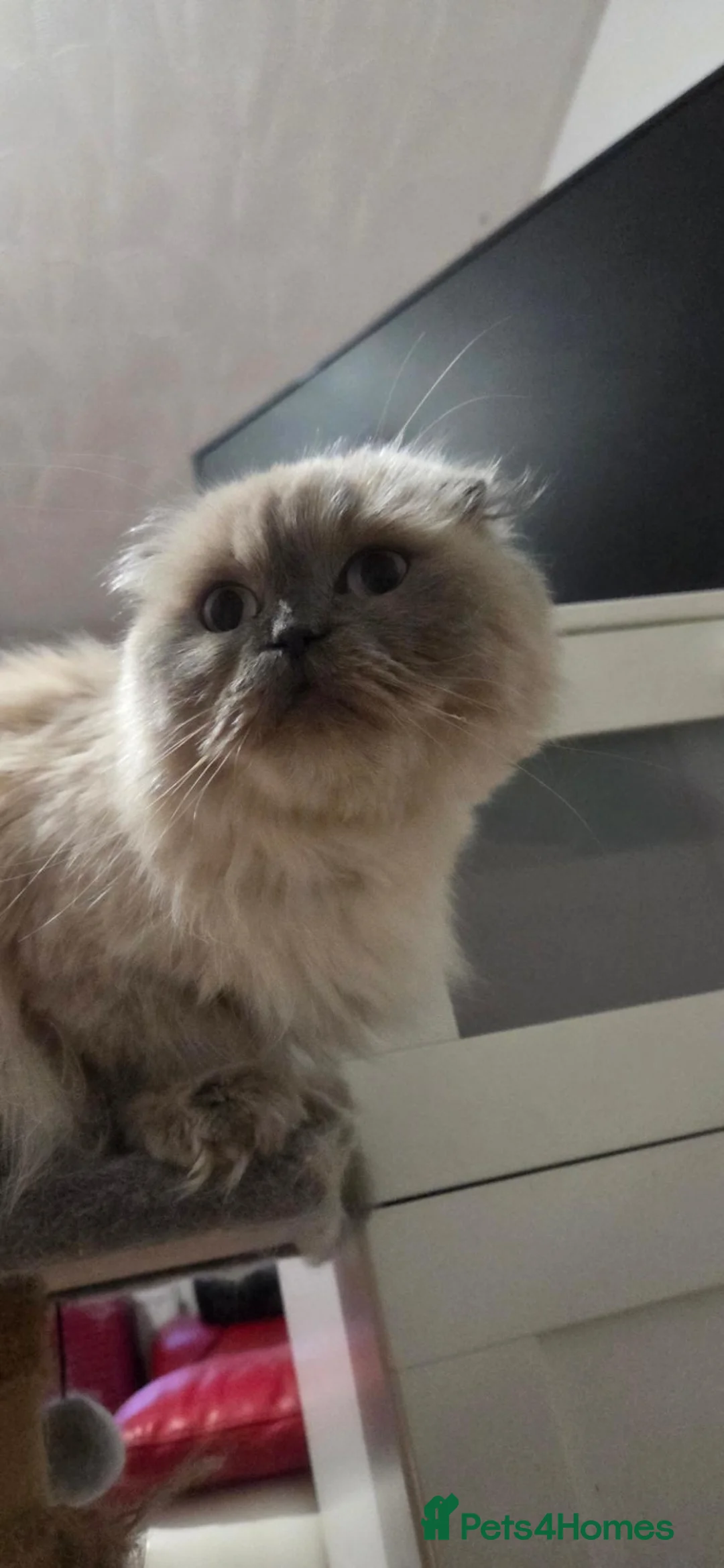Mixed Breed cats for sale: Beautiful Ragdoll cross kittens  - Advert 1