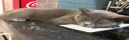 British Shorthair cats for sale: Maya  - Advert 5