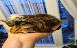 Guinea Pig rodents for sale: Purebred Peruvian baby girl  - Image 2