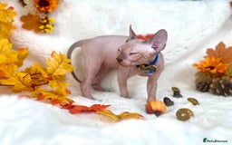 Sphynx cats for sale: 7 adorable Sphynx  looking for their forever home - Image 24