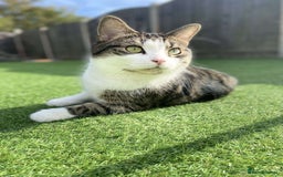 Domestic Shorthair cats for sale: Needs a forever loving home - Image 10