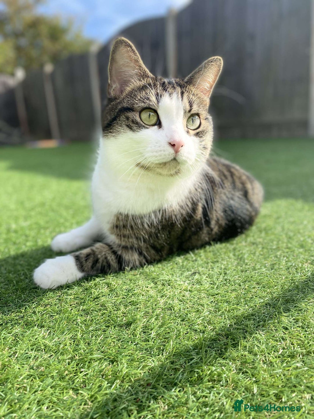 Domestic Shorthair cats for sale: Needs a forever loving home - Image 10