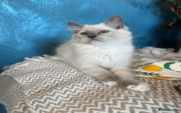 Ragdoll cats for sale: GORGEUS RAGDOLL KITTENS FOR SALE - Image 9