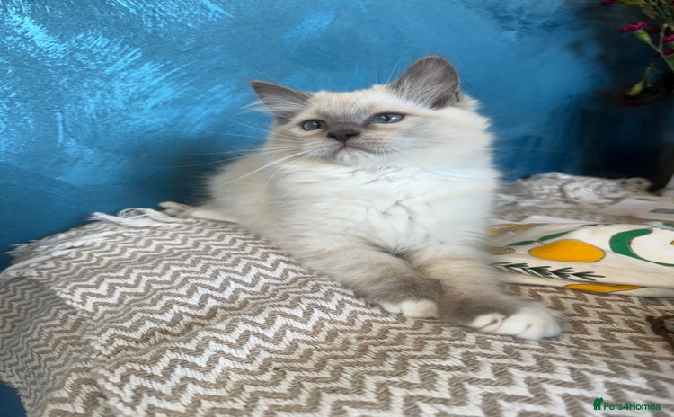 Ragdoll cats - Advert 4