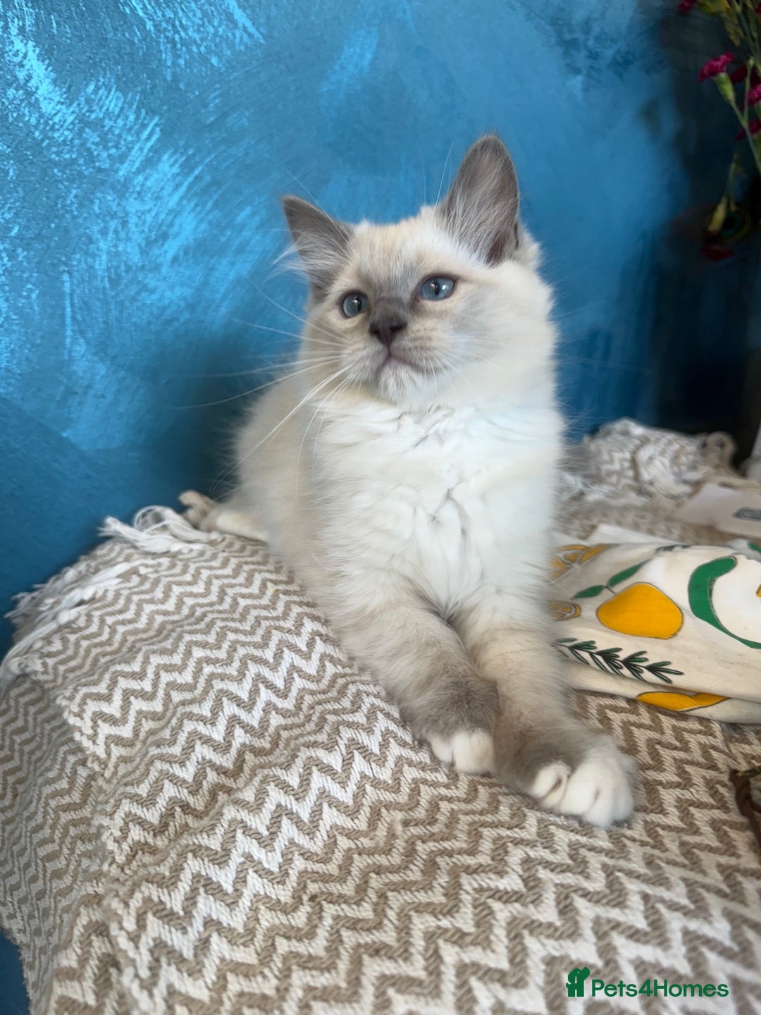Ragdoll cats for sale: GORGEUS RAGDOLL KITTENS FOR SALE - Image 9