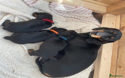 Miniature Dachshund dogs for sale: Miniature Dachshund Puppies   in Pontefract - Image 1