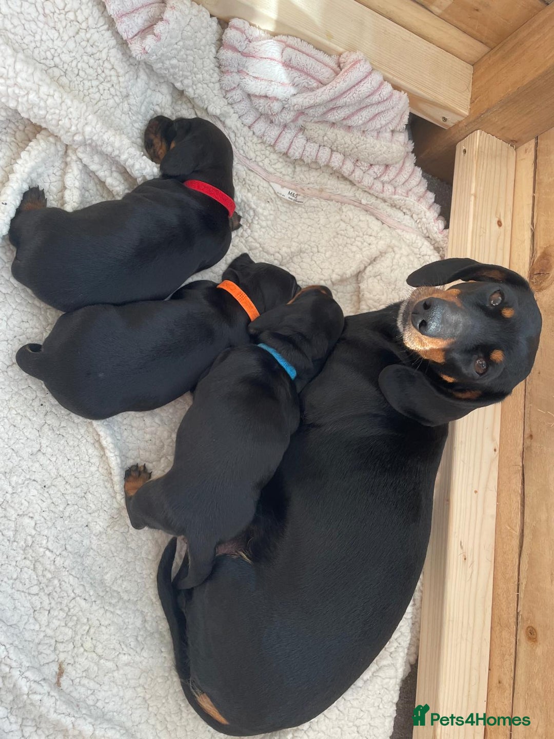 Miniature Dachshund dogs for sale: Miniature Dachshund Puppies   in Pontefract - Image 1