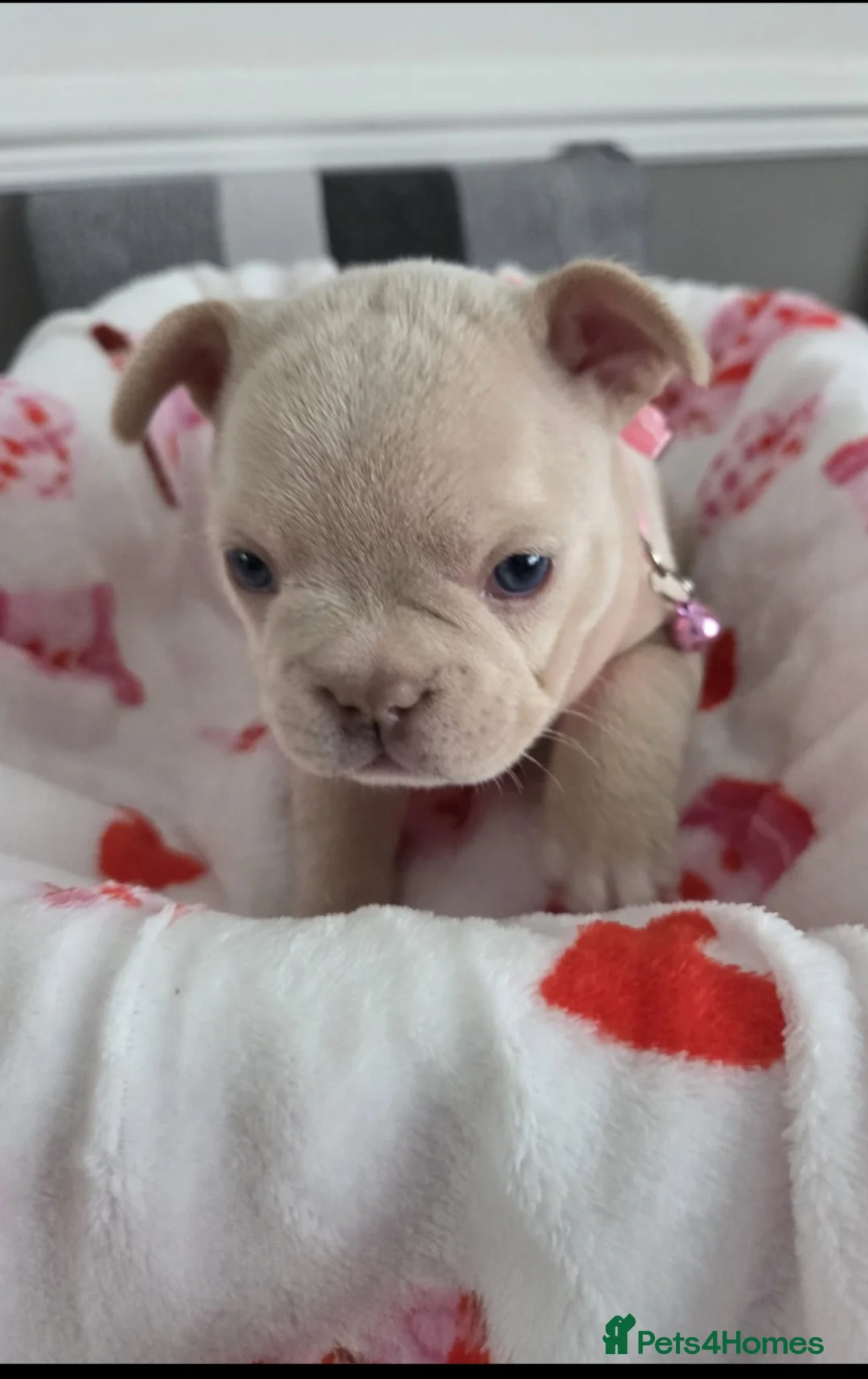 French Bulldog dogs for sale: Beautiful Frenchie puppies - Advert 4