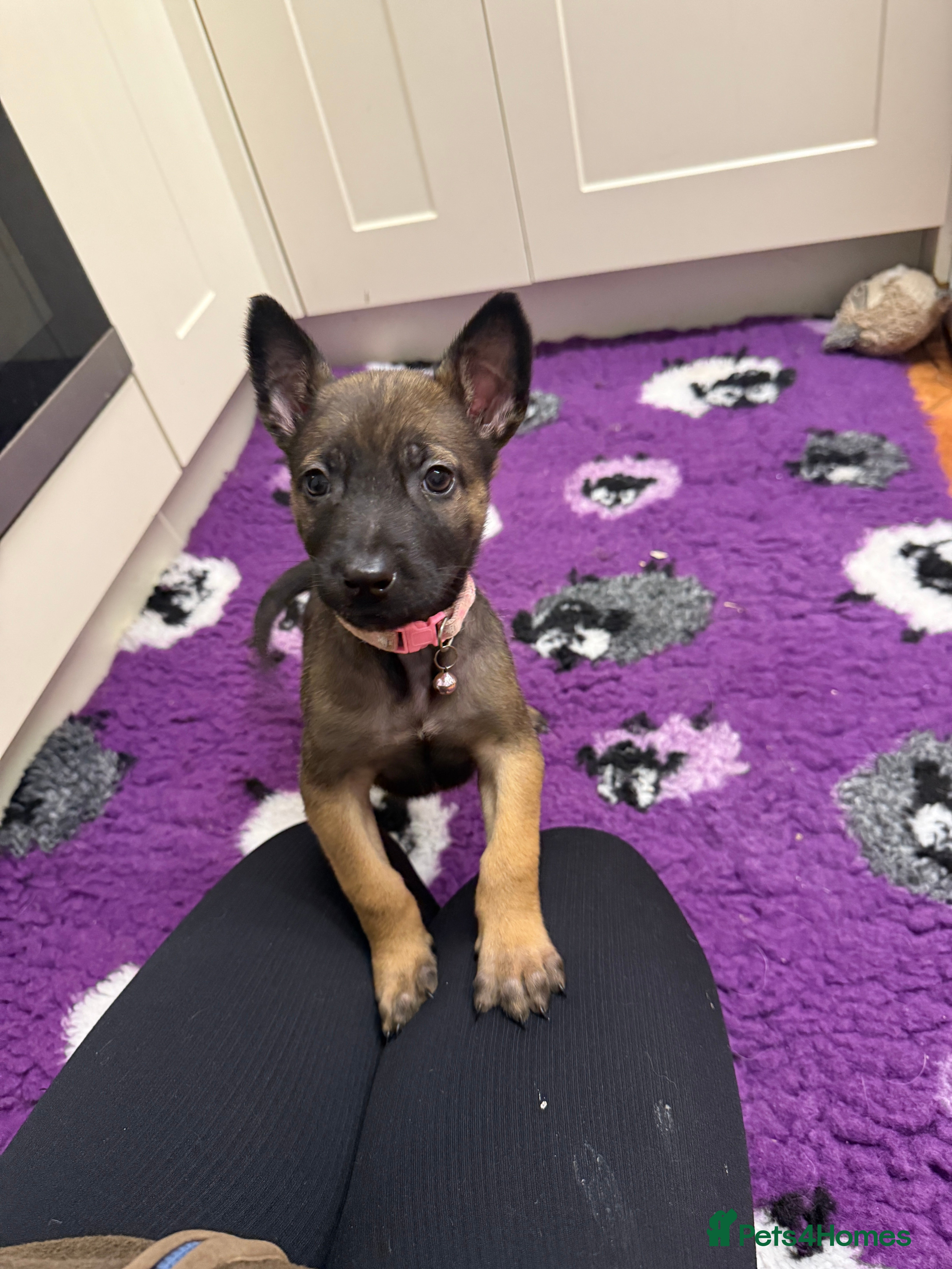 Belgian Shepherd Dog dogs KC Registered & Health Tested Belgian Malinois - Advert 13