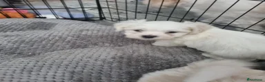 Zuchon Puppy 1