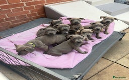 Staffordshire Bull Terrier dogs for sale: READY TO LEAVE Staffordshire Bullterriers - Image 2