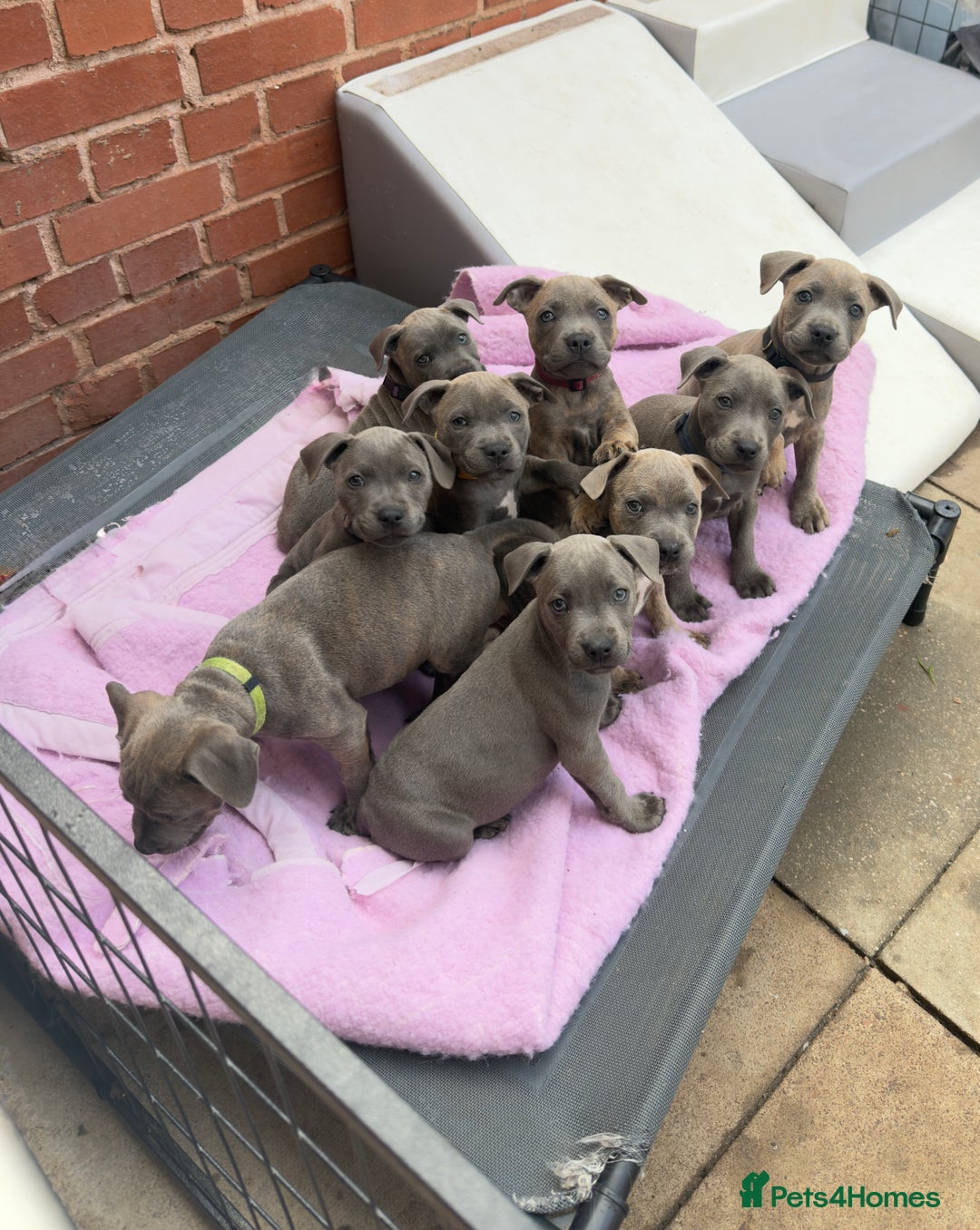 Staffordshire Bull Terrier dogs for sale: READY TO LEAVE Staffordshire Bullterriers - Image 2