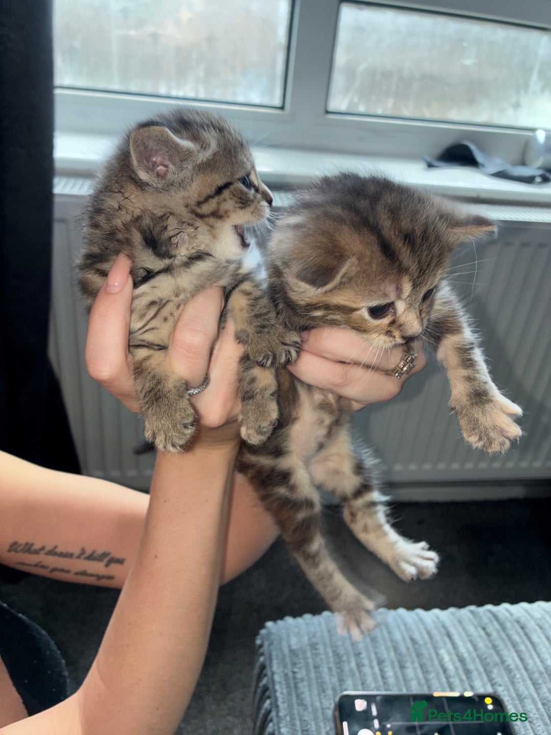 British Shorthair cats for sale:  British shorthair / American bobtail - Image 5