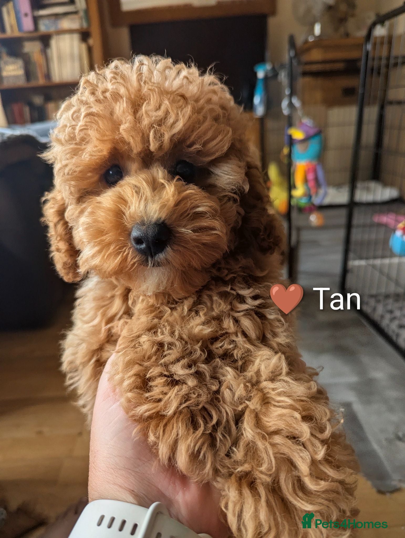 Cavapoo dogs *Reduced* toy Cavapoo Puppies – Ready 🐾 4💙 2🩷 - Advert 13