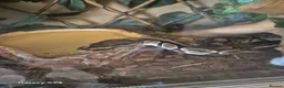 Python Snake reptiles for sale: Complete 4ft Vivexotic Stack & 4 Ball Pythons. in Chatham - Advert 14