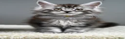 Maine Coon cats for sale: Black Smoke undercoat kittens  - Advert 32
