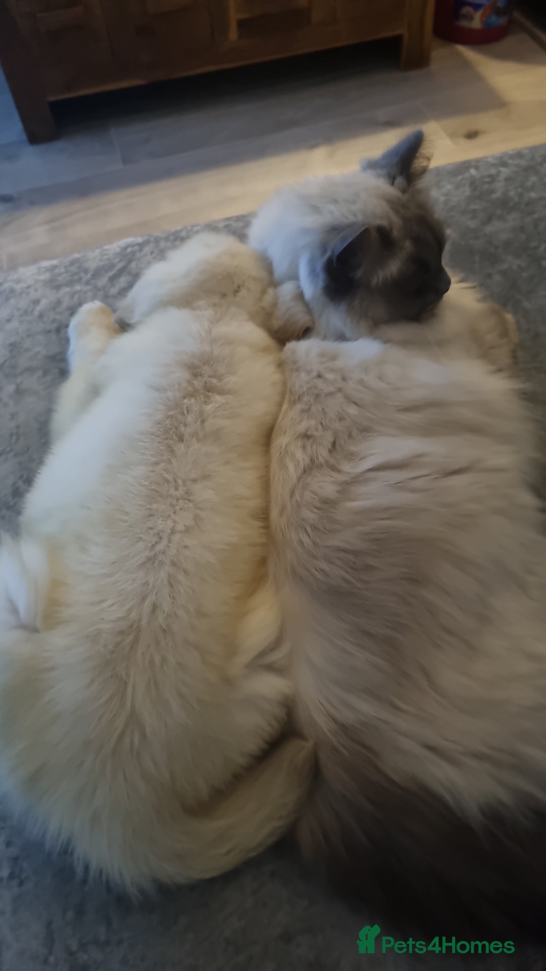 Golden Retriever dogs for sale: Stunning golden retriever male - Advert 7