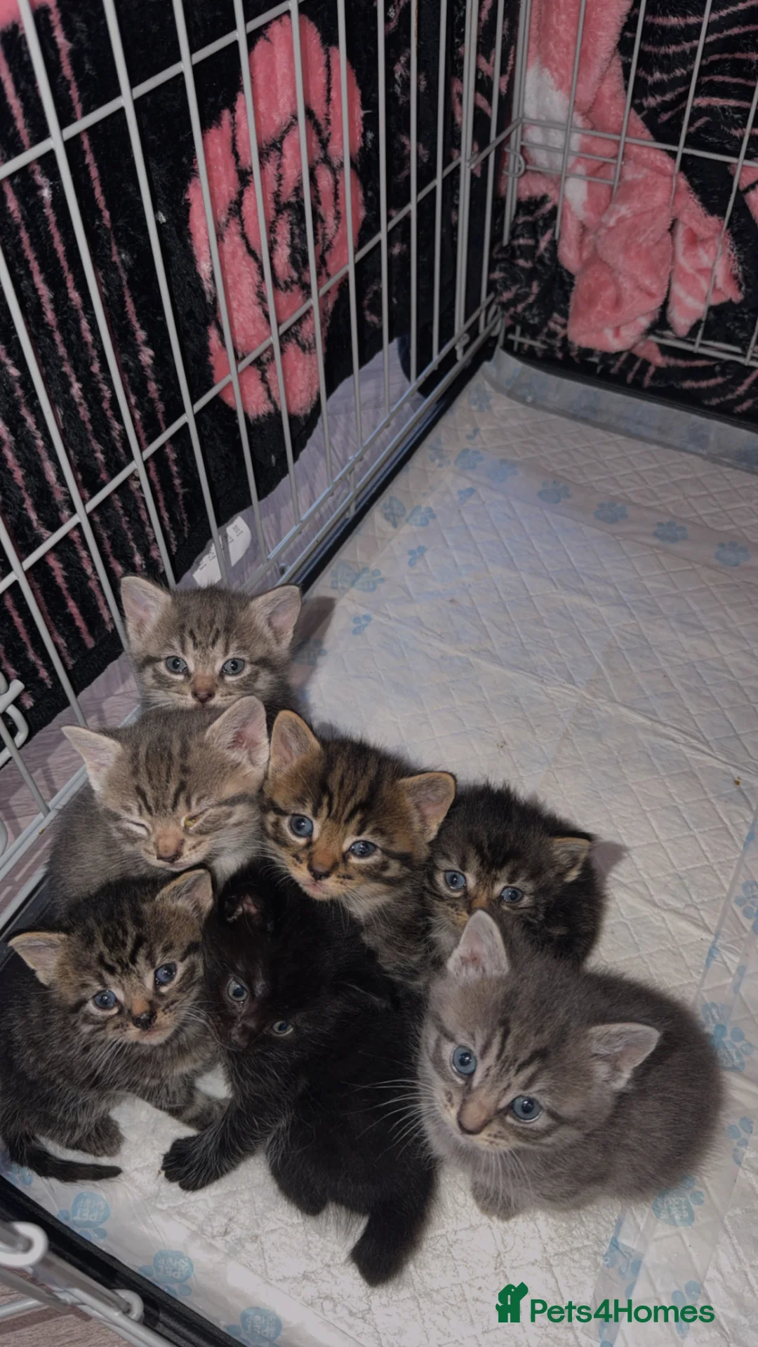 Ragdoll cats for sale: Ragdoll X Maincoon  - Advert 2