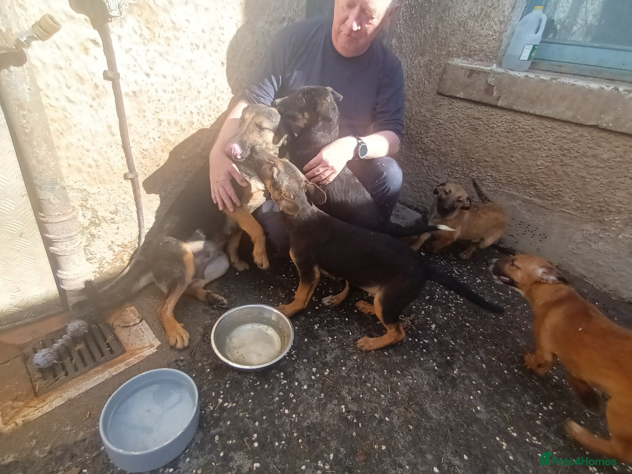 Mixed Breed dogs collie x puppies - Advert 2