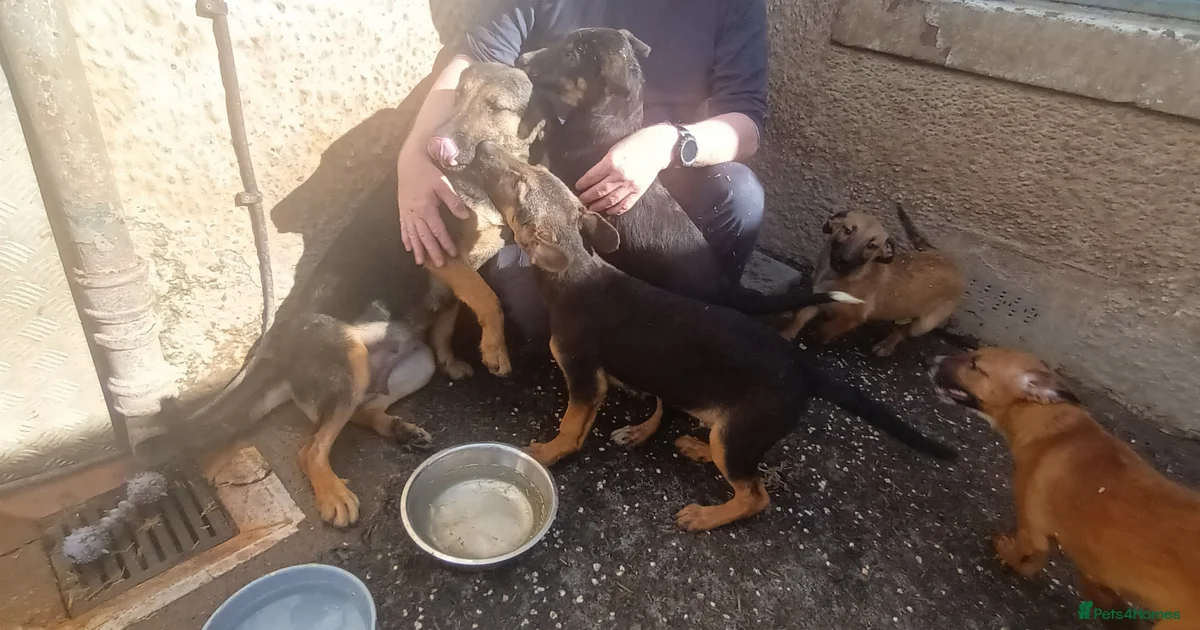 collie x puppies for sale in Darvel | Pets4Homes