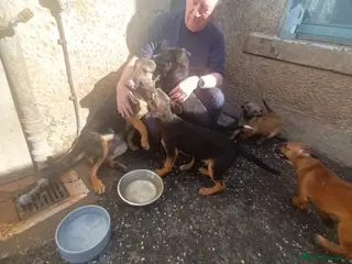 Mixed Breed dogs collie x puppies - Advert 8