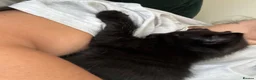 Domestic Shorthair cats for sale: 3 Kittens Ready Oct 4th - WR12 - Advert 8