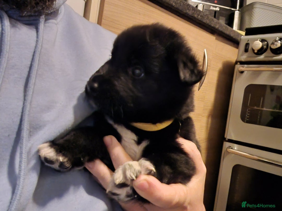 Mixed Breed dogs for sale: Chunky Akita/Huskita mix puppies - Advert 5
