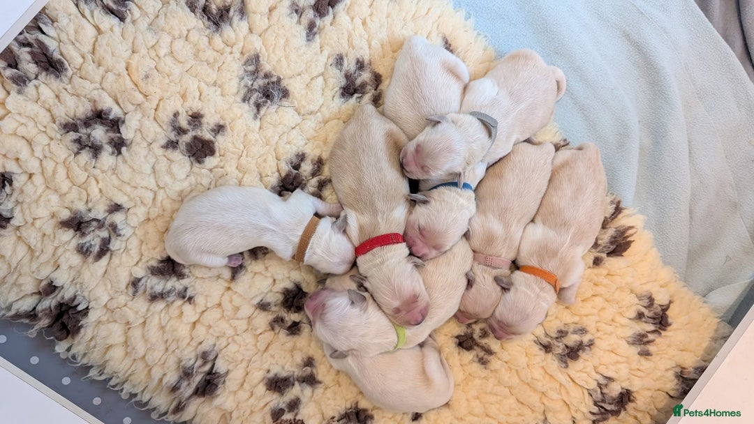 Golden Retriever dogs for sale: Golden retriever puppies  - Image 2