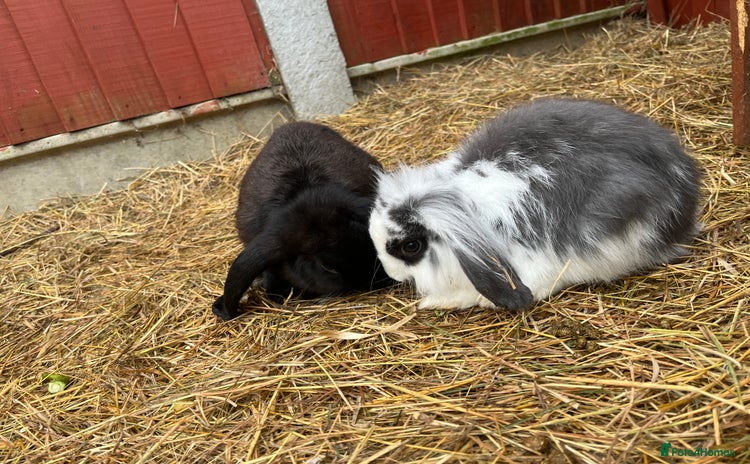 Lionhead rabbits - Advert 2