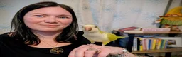 Parrots birds for sale: Female Quaker needs new home with full set up - Advert 6