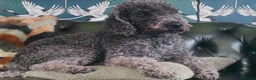Bedlington Terrier dogs for sale: Superb KC Reg'd Bedlington Terrier in Stoke-on-Trent - Advert 6