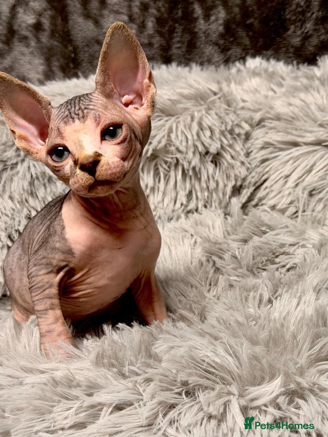 Sphynx cats for sale: TICA Reg Sphynx Kittens, Extensive Genetic Testing - Advert 16