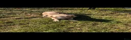 Chihuahua dogs for sale: KC long haired chihuahua puppies - Advert 3