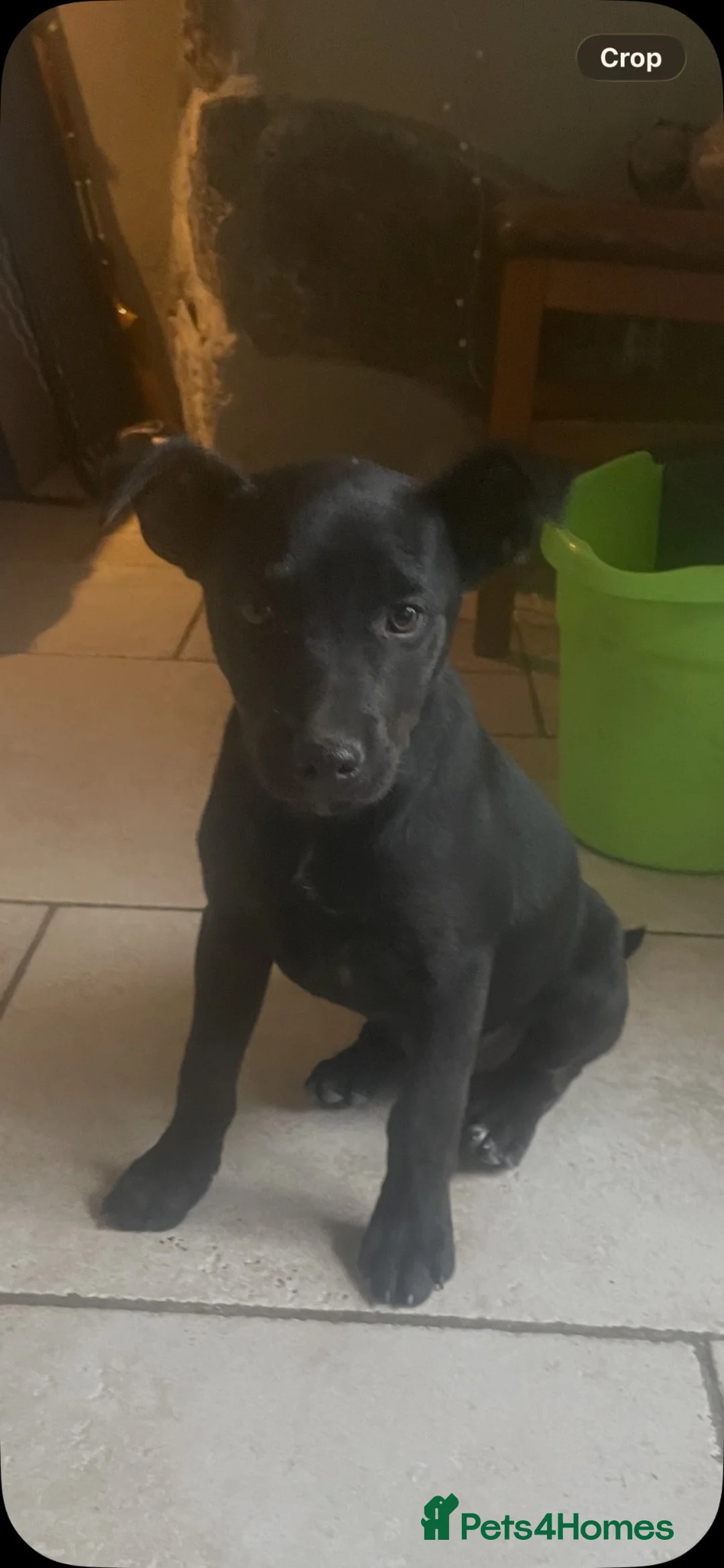 Mixed Breed dogs for sale: Kelpiejack pups - Advert 2