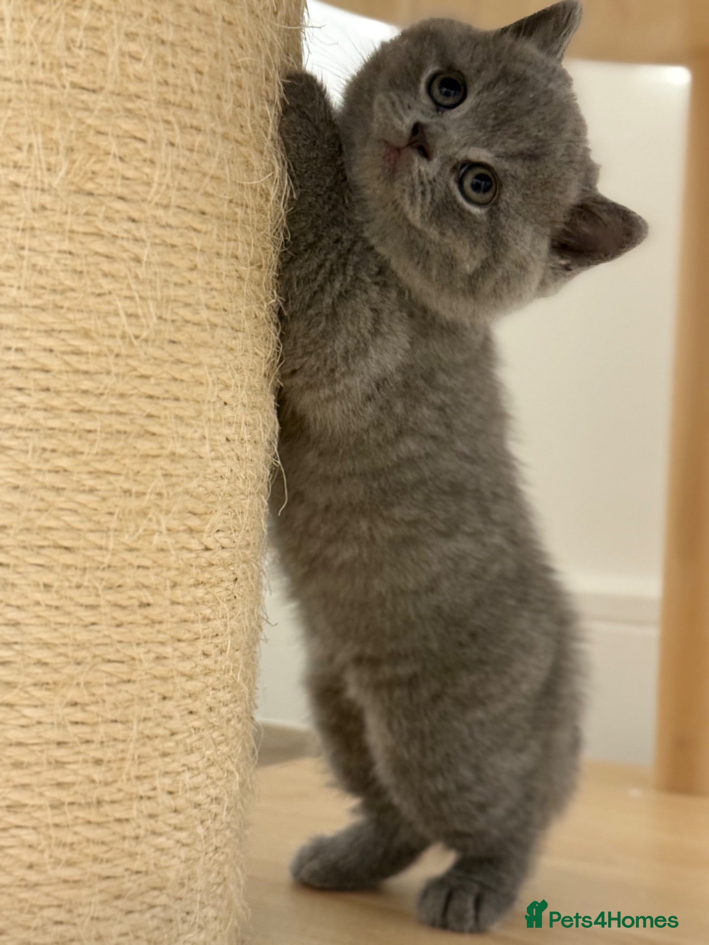 British Shorthair cats Tica registered British Shorthair championbblood - Advert 2