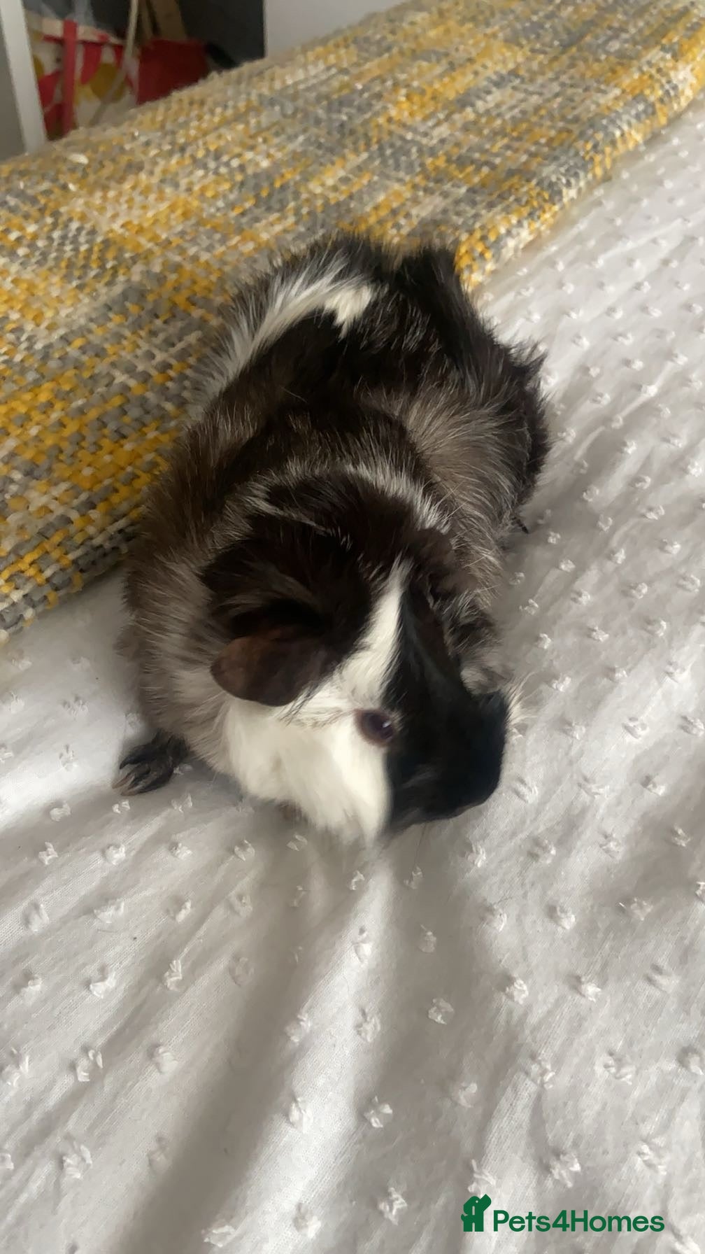 Guinea Pig rodents for sale: willow  - Advert 2