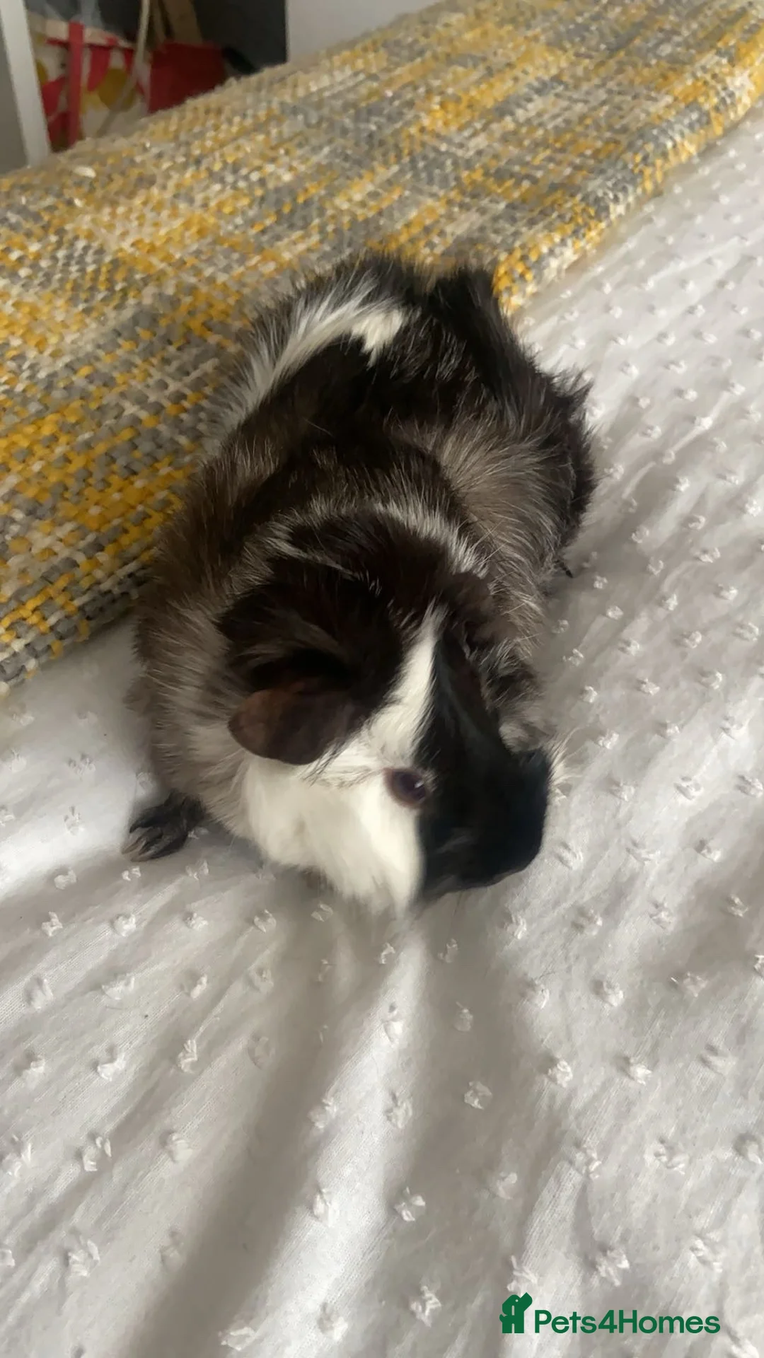 Guinea Pig rodents for sale: willow  - Advert 1