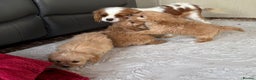 Cavapoo dogs for sale: Beautiful cavapoos ready now - Advert 4